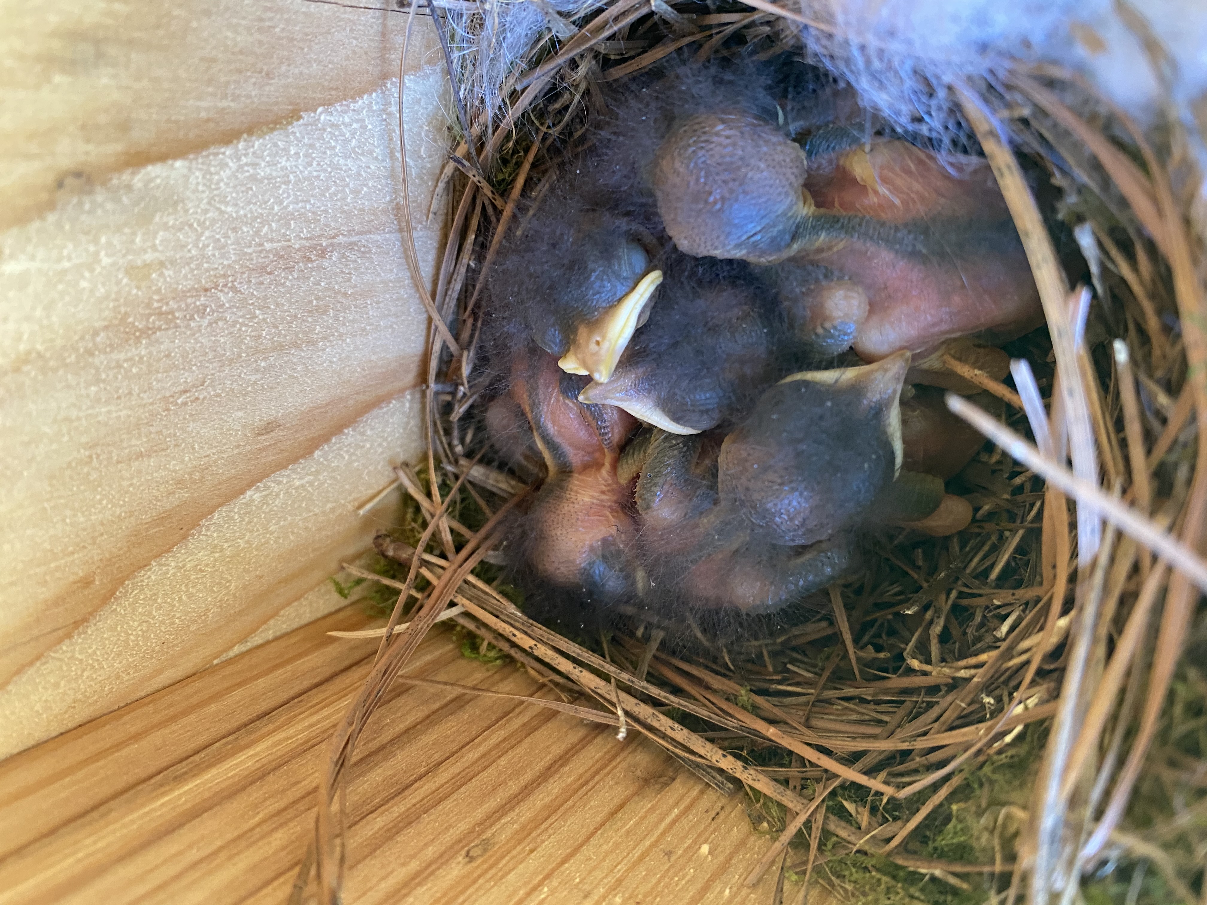 Eastern Bluebird nestlings